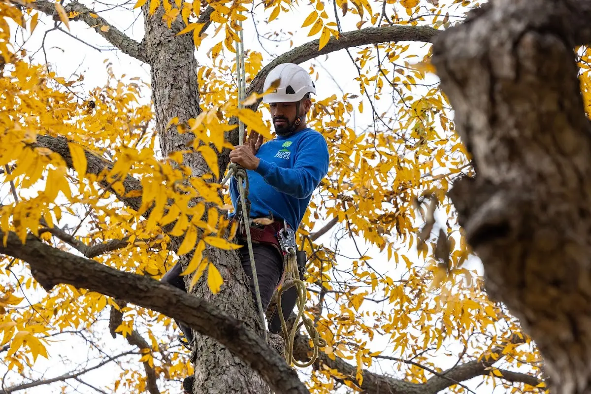 Skilled Tree Pruning crew working in West Lebanon