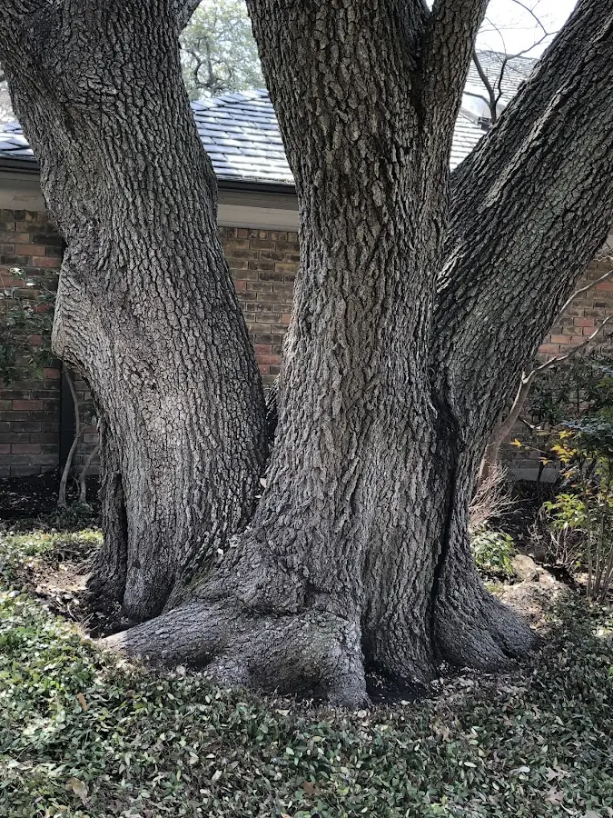 Mature heritage tree close to a West Lebanon property cared for by certified arborists